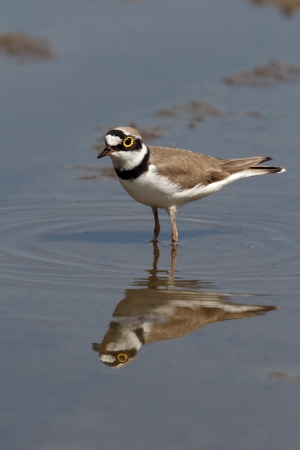 Little-ringed plover, Charadrius dubius, single bird standing in water, Bulgariaの写真素材
