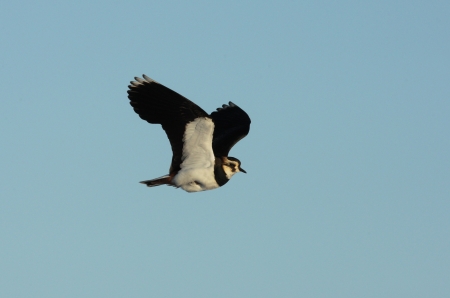 Northern lapwing, Vanellus vanellus, single bird in flight, Lothian, Scotland 
