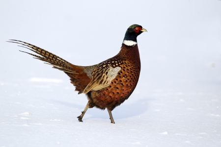 Pheasant, Phasianus colchicus, single male on snow, Midlandsの写真素材