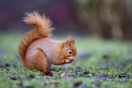 Red squirrel, Sciurus vulgaris, single animal on ground, Dumfries, Scotland, winter     の写真素材