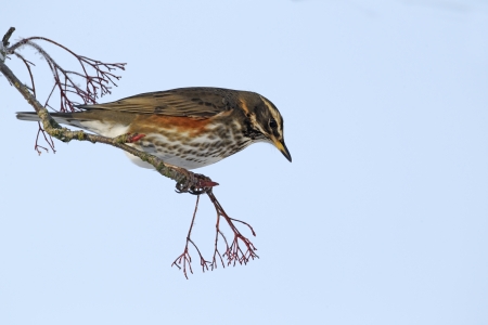 Redwing, Turdus iliacus, single bird on rowan berries, West Midlandsの写真素材