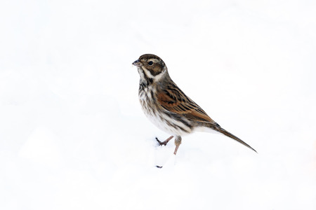 Reed bunting, Emberiza schoeniclus, single bird in snow,    West Midlandsの写真素材