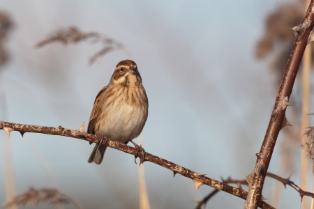 Reed bunting, Emberiza schoeniclus, single bird on bramble, Midlandsの写真素材