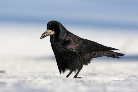 Rook, Corvus frugilegus, single bird standing on snow, Lothian, Scotland       の写真素材