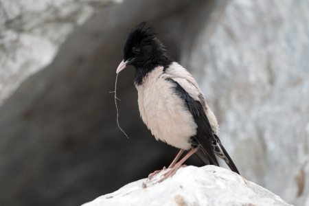 Rose-coloured starling, Sturnus roseus, single male with nest material on rock, Bulgariaの写真素材
