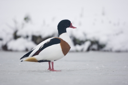 Shelduck, Tadorna tadorna, single bird standing on ice, Slimbridge, Gloucestershire, UKの写真素材