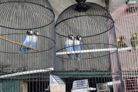 Pramuka bird market, Jakarta, Indonesiaの写真素材
