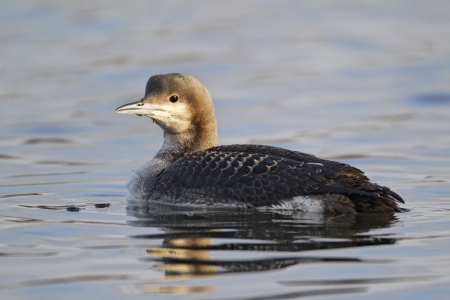 Black-throated diver, Gavia arctica, single bird on water in winter plumage, Staffordshireの写真素材