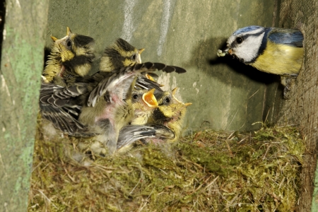 Blue tit, Parus caeruleus, single adult inside nest box with young, Midlands  の写真素材