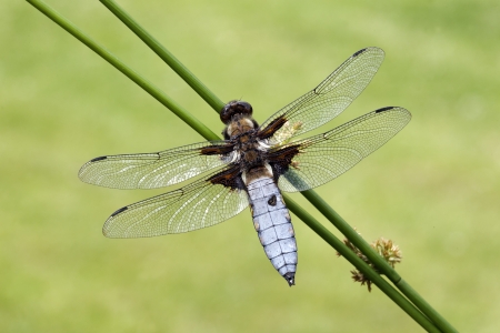 Broad-bodied chaser, Libellula depressa, single insect, Midlandsの写真素材