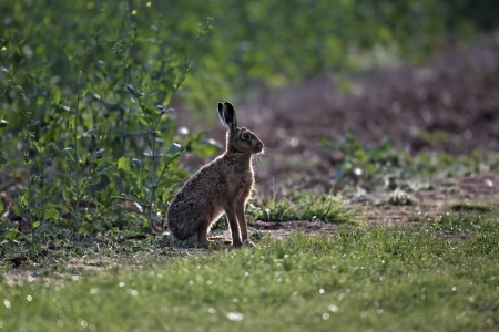 Brown hare, Lepus europaeus, single mammal on grass, Midlands  の写真素材