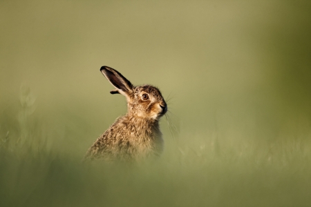 Brown hare, Lepus europaeus, single mammal on grass, Midlands   