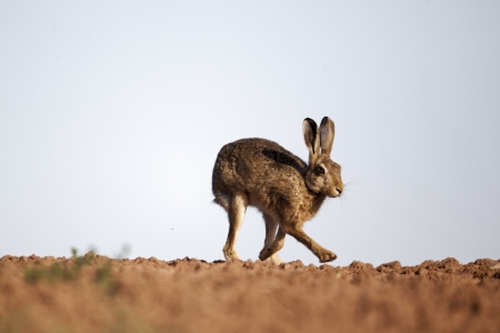 Brown hare, Lepus europaeus, single mammal running on soil, Midlandsの写真素材