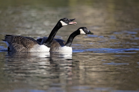 Canada goose, Branta canadensis, two birds on water calling, West Midlands, UKの写真素材