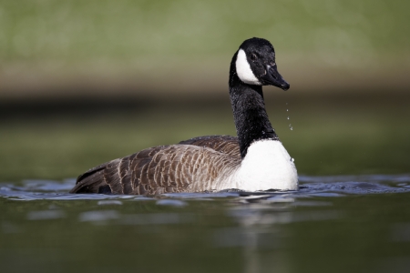 Canada goose, Branta canadensis, single bird on water bathing, Midlandsの写真素材