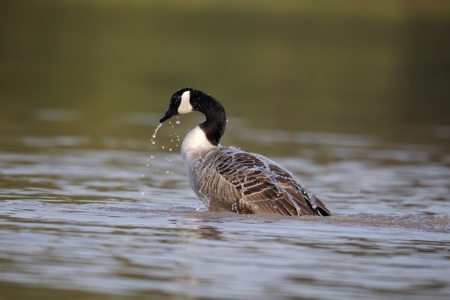 Canada goose, Branta canadensis, single bird on water bathing, Midlandsの写真素材