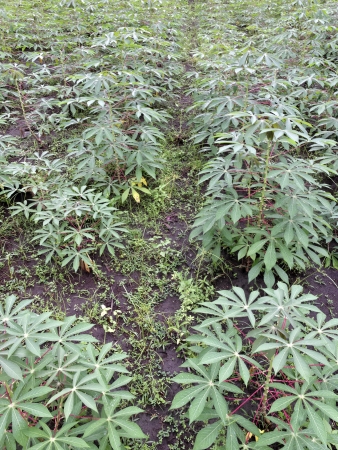Cassava, also known manioc, crop, Lombok, Indonesiaの写真素材