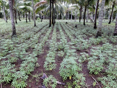 Cassava, also known manioc, crop, Lombok, Indonesiaの写真素材