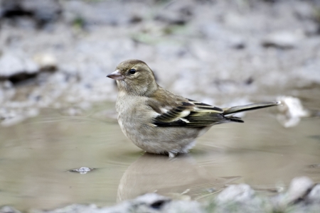 Chaffinch, Fringilla coelebs, single female at drinking pool, West Midlands    の写真素材