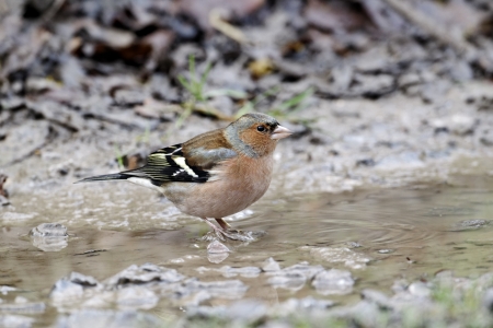 Chaffinch, Fringilla coelebs, single male at drinking pool, West Midlandsの写真素材