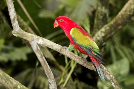 Chattering lory, Lorius garrulus, single captive bird on branch, Indonesiaの写真素材