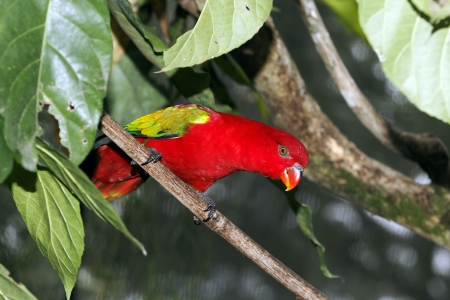 Chattering lory, Lorius garrulus, single captive bird on branch, Indonesiaの写真素材