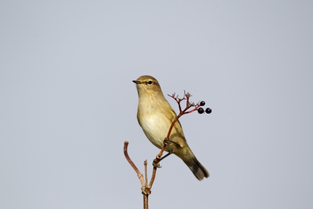 Chiffchaff, Phylloscopus collybita, single bird feeding on elderberry berries, Midlandsの写真素材