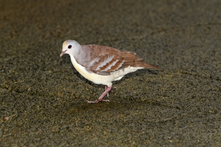 Cinnamon ground-dove, Gallicolumba rufigula, single bird on floor, Indonesiaの写真素材