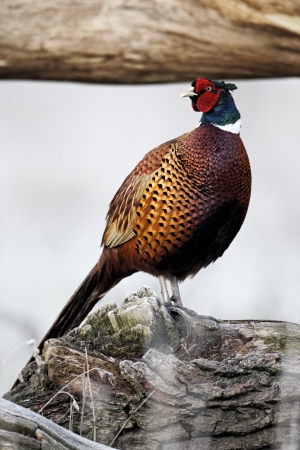 Common pheasant, Phasianus colchicus, single male on log, Warwickshire