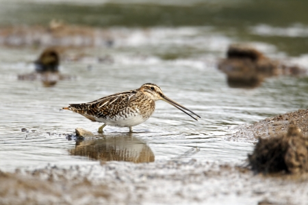 Common snipe, Gallinago gallinago, single bird in water, Warwickshireの写真素材