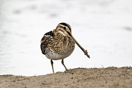 Common snipe, Gallinago gallinago, single bird by water, Warwickshireの写真素材