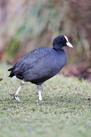 Coot, Fulica atra, single bird on grass, West Midlands, UKの写真素材