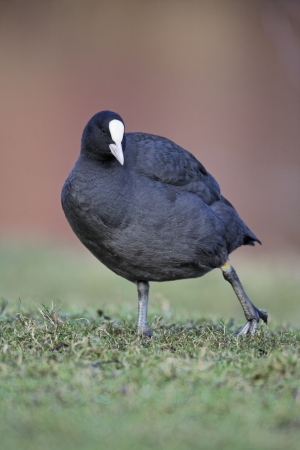 Coot, Fulica atra, single bird on grass, West Midlands, UKの写真素材