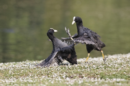 Coot, Fulica atra, birds flighting on grass, Midlandsの写真素材