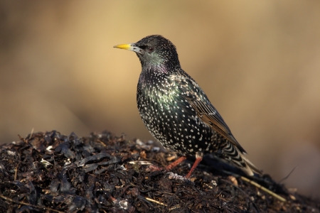 Starling, Sturnus vulgaris, single bird standing on sea weed, Lothian, Scotlandの写真素材