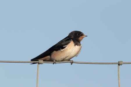Swallow, Hirundo rustica, single immature bird sitting on a wire fence against a blue sly. Portugalの写真素材