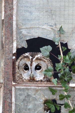 Tawny owl, Strix aluco, single bird in old iron and glass window, captive bird in Gloucestershireの写真素材