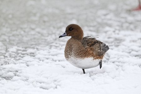 Wigeon, Anas penelope, single female on ice, West Midlandsの写真素材