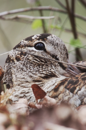 Woodcock, Scolopax rusticola, single bird on its nest in oak leaves close up of head, Debyshireの写真素材