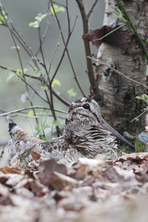 Woodcock, Scolopax rusticola, single bird on its nest in oak leaves, Debyshireの写真素材