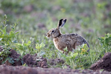 Brown hare, Lepus europaeus, single mammal on grass, Warwickshire, May 2012                