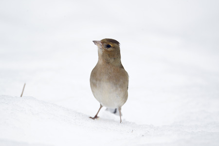 Chaffinch, Fringilla coelebs, Single female in snow, Warwickshire, February 2012の写真素材