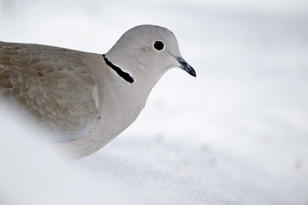 Collared dove, Streptopelia decaocto, Single bird head shot in snow, Warwickshire, February 2012の写真素材