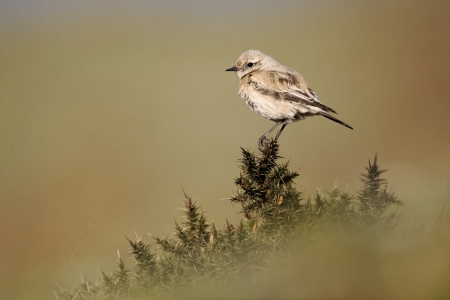 Desert wheatear, Oenanthe deserti, single female on perch, Shropshire, December 2011の写真素材