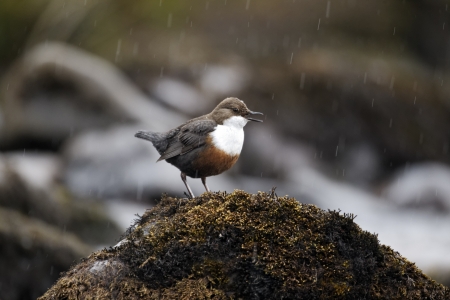 Dipper, Cinclus cinclus, single bird on rock, Powys, Wales, April 2012            