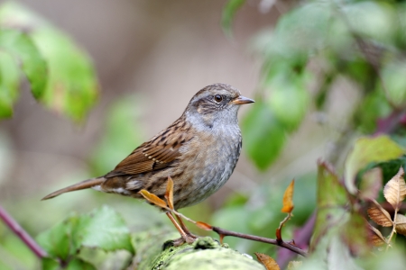 Dunnock or hedge sparrow, Prunella modularis, single bird on branch, Midlands, October 2011                の写真素材