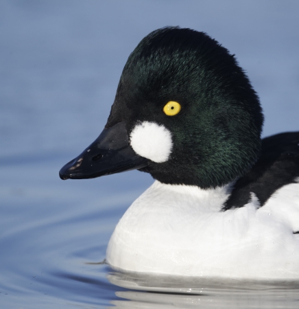Goldeneye, Bucephala clangula, single male on icy water, Gloucestershire, January 2012 の写真素材