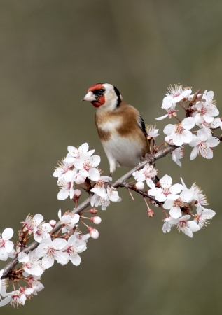 Goldfinch, Carduelis carduelis, single bird on blossom, Midlands, March 2012の写真素材