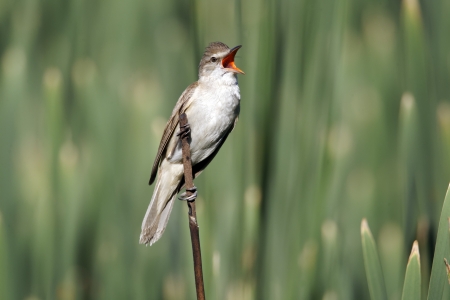 Great-reed warbler, Acrocephalus arundinaceus, single bird on reed singing, Bulgaria, June 2012