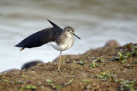 Green sandpiper, Tringa ochropus, single bird on edge of water, Warwickshire, October 2011               の写真素材